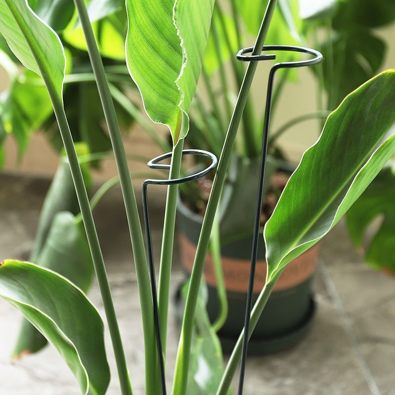 1/10pcs 정원 지원 스테이크 링 금속 단일 줄기  - Gardening Tools For Vines 리뷰 및 가격