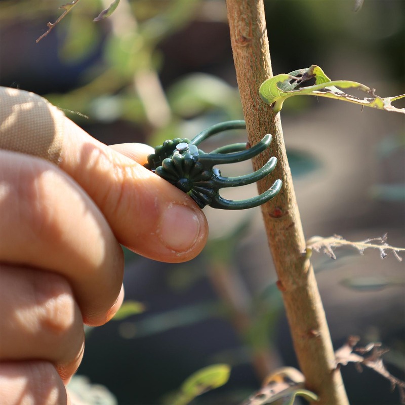정원 꽃 난초 덩굴 식물 고정 클립 가지 토마토 포도  - Gardening Tools For Vines 리뷰 및 가격