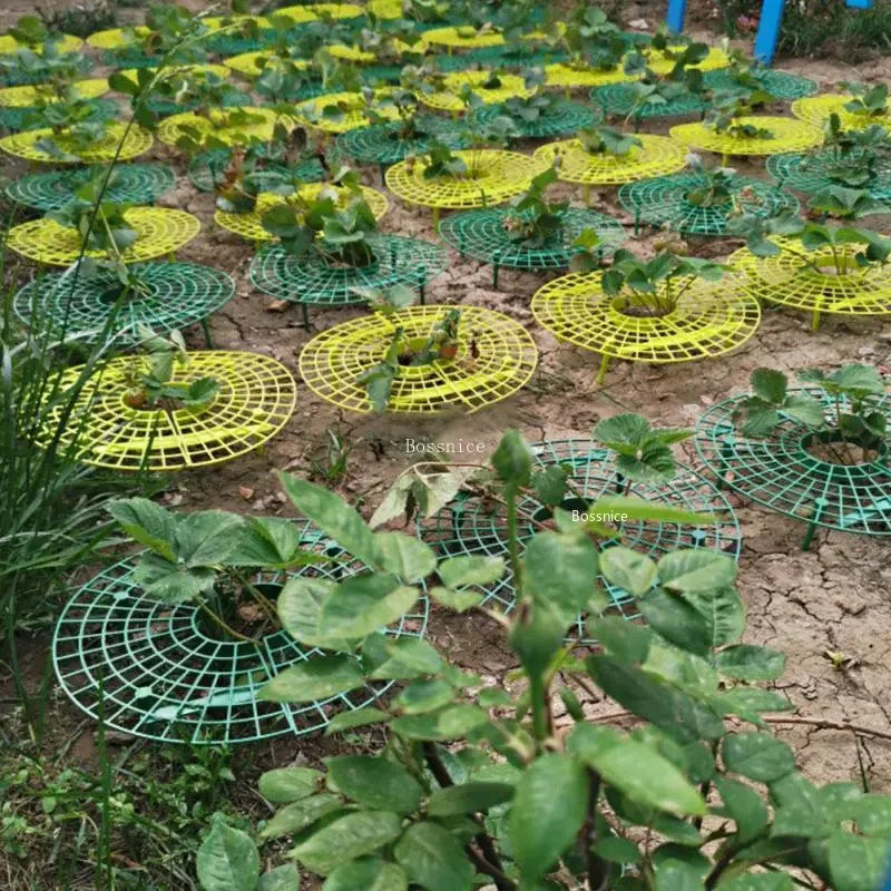 1개입 딸기 식물 지지대 – 과일을 땅에서 멀리 유지하 - Gardening Tools For Vines 리뷰 및 가격