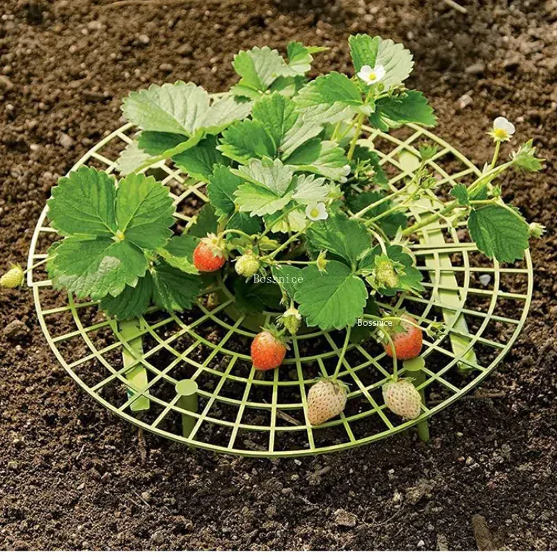 1개입 딸기 식물 지지대 – 과일을 땅에서 멀리 유지하 - Gardening Tools For Vines 리뷰 및 가격