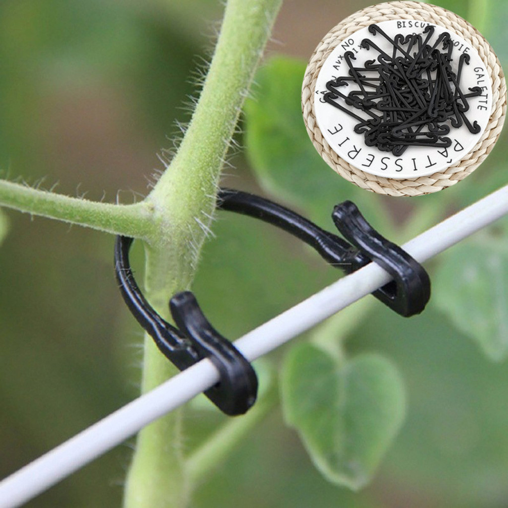 50-500개입 덩굴 고정 클립 버클 고정 래싱 도구  - Gardening Tools For Vines 리뷰 및 가격