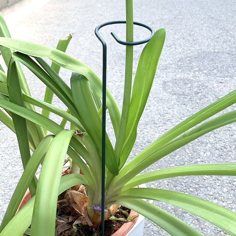 1-10pcs 금속 단일 줄기 식물 관목 홀더 정원 지 - Gardening Tools For Vines 리뷰 및 가격